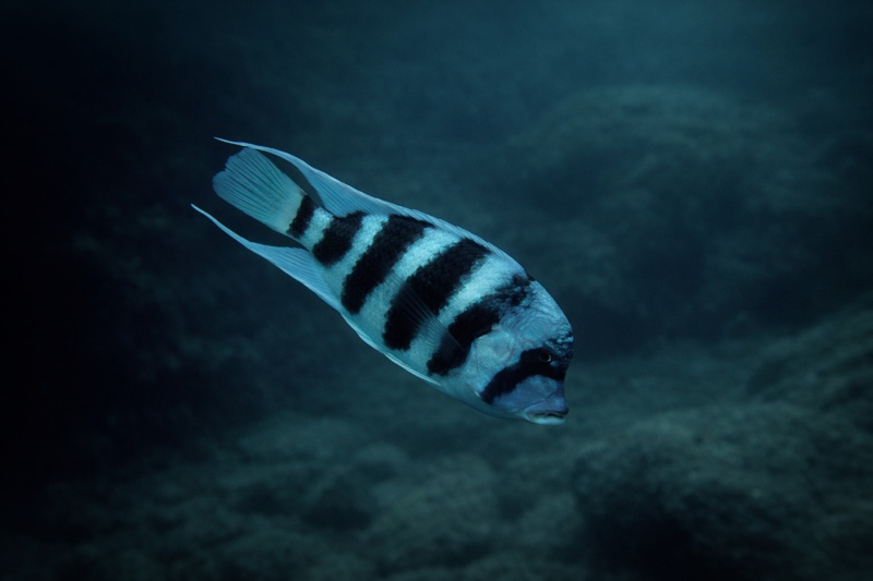 Cyphotilapia gibberosa 'Lupita Island'